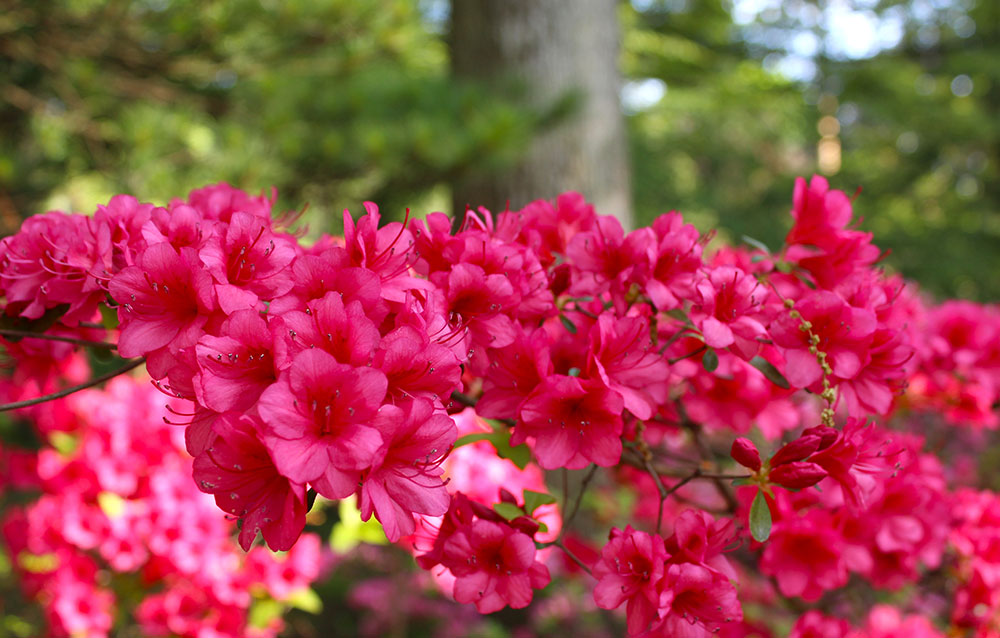 Toledo Botanical Garden